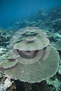 Pristine hard coral formation.