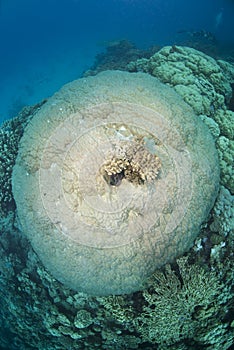 Pristine hard coral formation, top view.