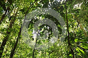 Pristine Lowland Tropical Rainforest in Indonesian New Guinea