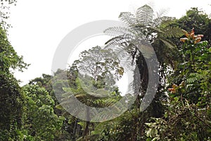 Pristine Lowland Tropical Rainforest in Indonesian New Guinea