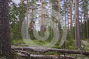 Pristine northern Scots pine forest