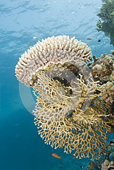 Pristine Raspberry coral Fire coral formation. photo