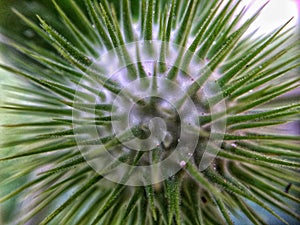 Pristine Resilience: Close-Up of Cactus Needle Nut in Nature