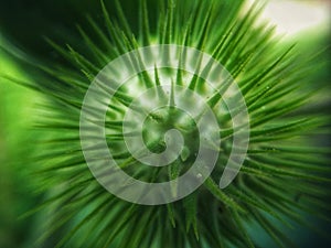 Pristine Resilience: Close-Up of Cactus Needle Nut in Nature