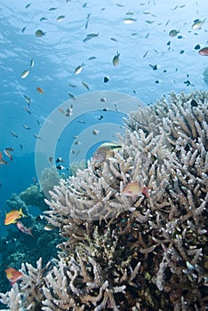 Pristine Staghorn coral formation with fishes.