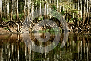 A pristine stand of native bald cypress trees reflect in the still waters of Fisheating Creek, near Palmdale, Florida