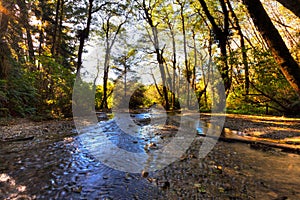 Pristine stream under forest canopy