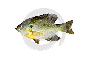 Pristine Sunfish on White