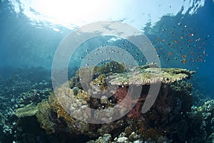 Pristine table coral formation in natural light. photo