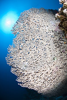 Pristine table coral formation with sunball.