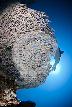 Pristine Table coral with scuba diver silhouette.