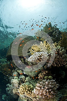 Pristine tropical coral reef in shallow water.