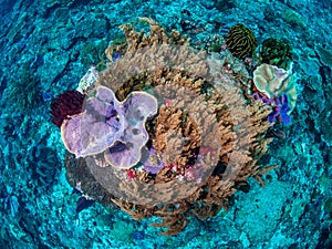 Pristine tropical coral reefs