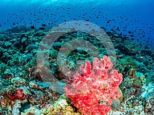 Pristine tropical coral reefs