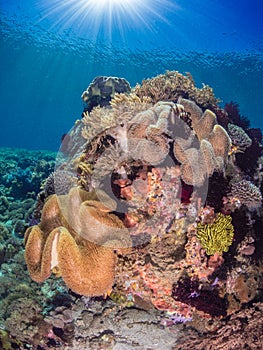 Pristine tropical coral reefs