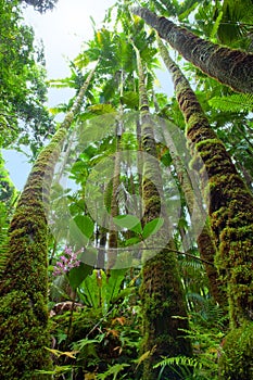 Pristine tropical rain forest photo