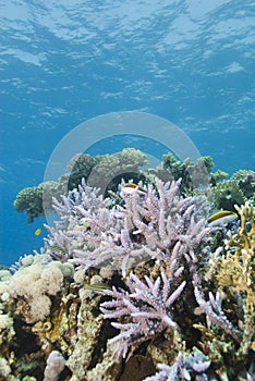 Pristine tropical Staghorn coral formation.