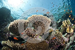 Pristine tropical table coral formation. photo