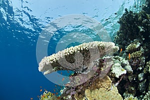 Pristine tropical table coral formation.