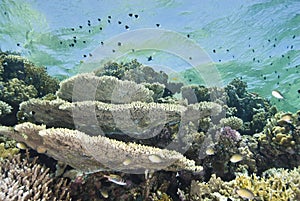 A pristine tropical Table coral reef.