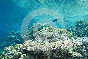 A pristine tropical Table coral reef.