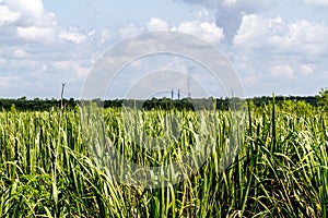 Pristine Wetlands Covered with Reeds and Other Aquatic Plants with Smoke Stacks of Power Plant in Background