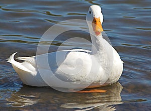 Pristine white duck