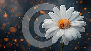 a pristine white flower, such as a daisy, delicately adorned with ash against a dark background, evoking a sense of