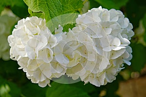 Pristine white Hortensia flowers closeup