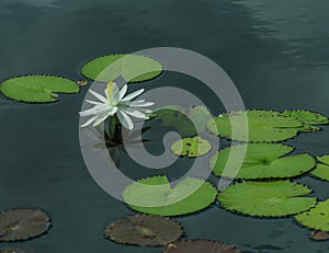 Pristine White Lily Among Green Lilly Pads