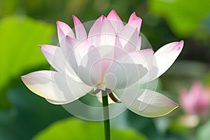 Pristine white and pink lotus stands tall, its petals spread wide against a vibrant green background