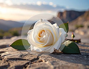 White Rose on Stone with Mountain Backdrop