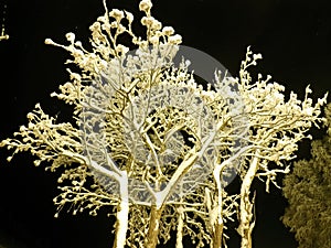 Pristine white snow covered trees with dark star night sky