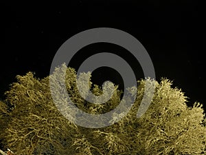 Pristine white snow covered trees with dark star night sky