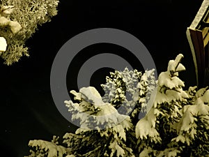 Pristine white snow covered trees with dark star night sky