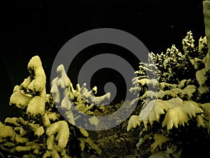 Pristine white snow covered trees with dark star night sky