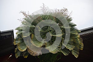 Pritchardia Martii (Gaudich) H.Wendl (Arecaceae) Koolau Range Pritchardia plant crown canopy