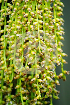 Pritchardia Palm fruit