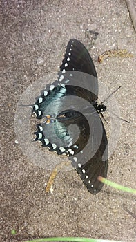 Pritty butterfly