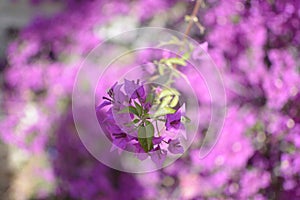 Prity purple flower