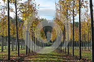 Privat garden, parks tree nursery in Netherlands, specialise in medium to very large sized trees, grey alder trees in rows