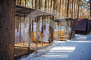 Private dog farm Haskiland near Kemerovo, Russia