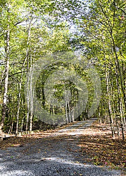 Private Entrance Gravel Road in early Fall Lined with Trees