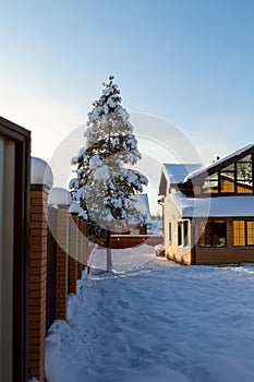 Private house yard winter tree. rural life in nature