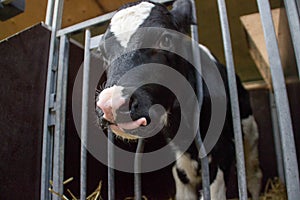 Private livestock farm with cows and bulls on a farm in Holland. Meat and dairy production in Europe. Portraits of caged young