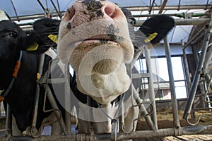 Private livestock farm with cows and bulls on a farm in Holland. Meat and dairy production in Europe. Portraits of caged young