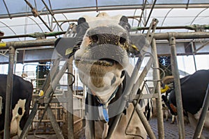 Private livestock farm with cows and bulls on a farm in Holland. Meat and dairy production in Europe. Portraits of caged young