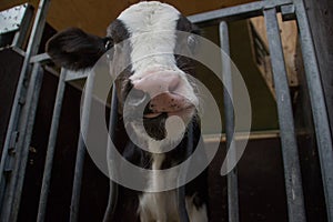 Private livestock farm with cows and bulls on a farm in Holland. Meat and dairy production in Europe. Portraits of caged young