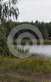 Private pond in the summer in the countryside