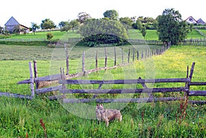 Private property protected by dogs